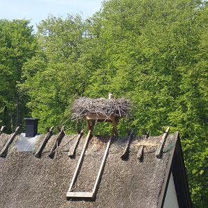 Sk?nes Djurpark May 2013