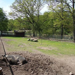 Sk?nes Djurpark May 2013