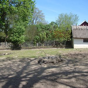 Sk?nes Djurpark May 2013