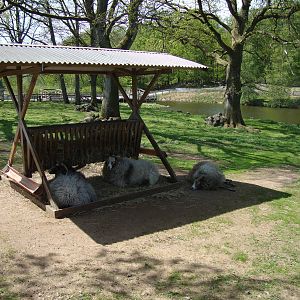 Sk?nes Djurpark May 2013