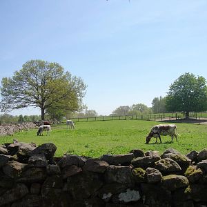 Sk?nes Djurpark May 2013