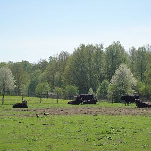 Sk?nes Djurpark May 2013