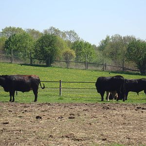 Sk?nes Djurpark May 2013