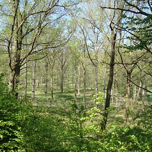 Sk?nes Djurpark May 2013