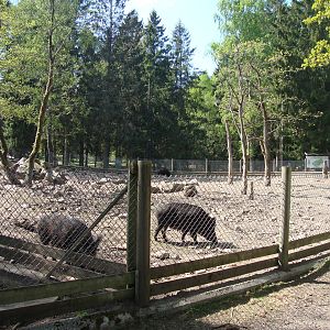 Sk?nes Djurpark May 2013