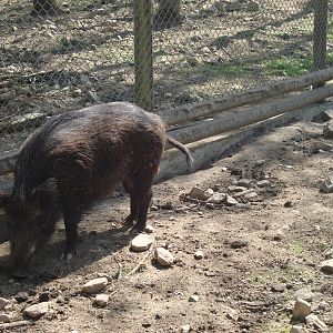 Sk?nes Djurpark May 2013