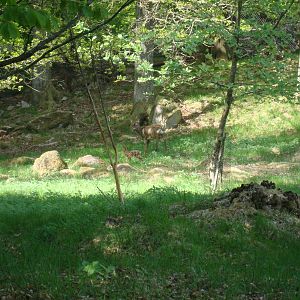 Sk?nes Djurpark May 2013