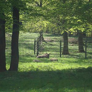 Sk?nes Djurpark May 2013