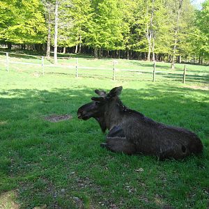 Sk?nes Djurpark May 2013