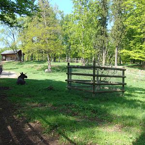 Sk?nes Djurpark May 2013