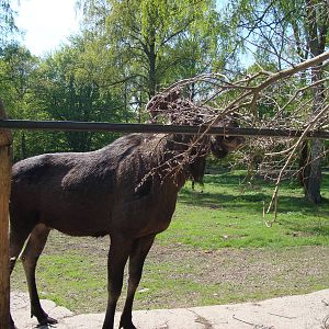 Sk?nes Djurpark May 2013