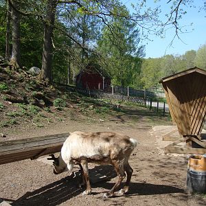 Sk?nes Djurpark May 2013