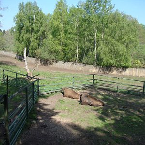 Sk?nes Djurpark May 2013