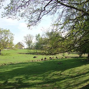 Sk?nes Djurpark May 2013