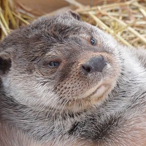 Sleepy eurasian otter