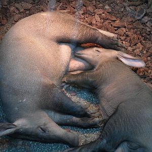 Aadrvarks, mother and calf