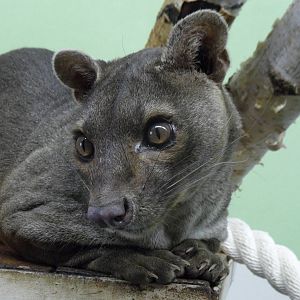 Fossa