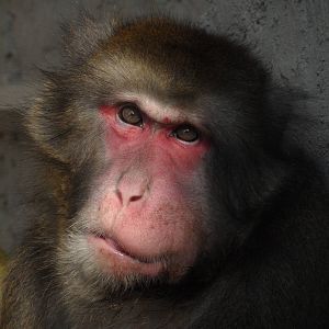 Japanese macaque