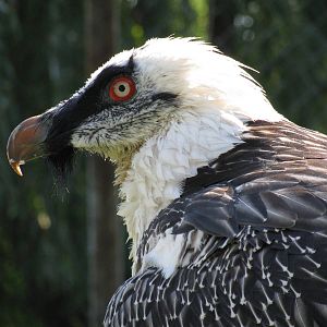Bearded vulture