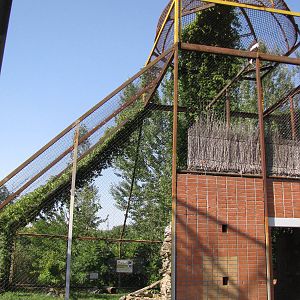 Steller sea eagle exhibit