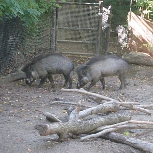 Oct. 2013 - Wildlife Canyon - Visayan Warty Pigs