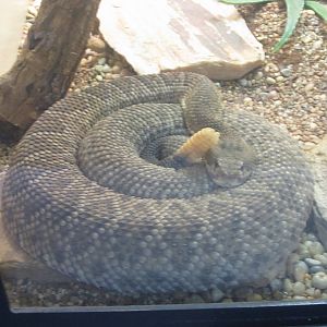 Oct. 2013 - Reptile House - Mexican West Coast Rattlesnake