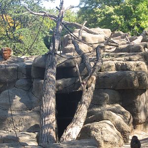 Oct. 2013 - Monkey Island - New Tree Trunks