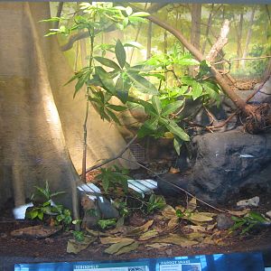Oct. 2013 - Reptile House - Parrot Snake + Terciopelo Exhibit