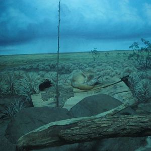 Oct. 2013 - Night Hunters - Fennec Fox