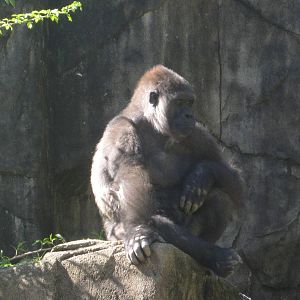 Oct. 2013 - Gorilla World - Asha