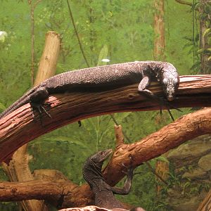 Oct. 2013 - World of the Insect - Black Tree Monitors