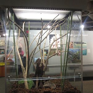 Oct. 2013 - World of the Insect - Giant Walking Stick + Malayan Leaf Katydi