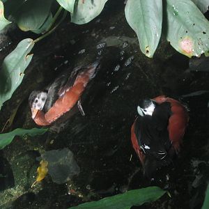 Oct. 2013 - World of the Insect - African Pygmy Geese