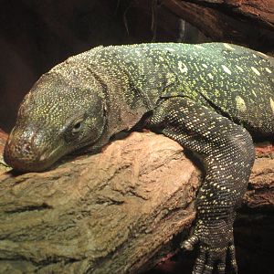Oct. 2013 - Dragons! - Crocodile Monitor