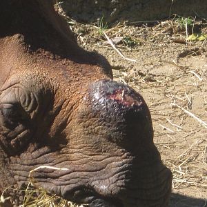 Oct. 2013 - Rhino Reserve - Manjula's Cut Off Horn