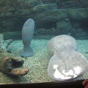 Oct. 2013 - Manatee Springs - Abigail + Betsy