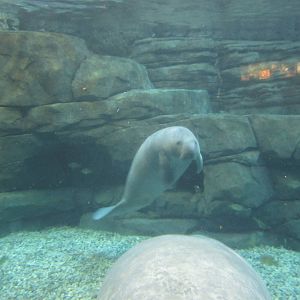 Oct. 2013 - Manatee Springs - New Manatee Abigail