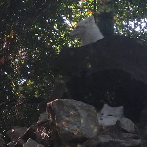 Oct. 2013 - Lords of the Arctic - Arctic Foxes