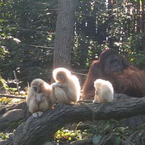 Oct. 2013 - Jungle Trails - Hosen, Connie, Possum, and Henry