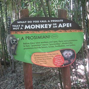 Oct. 2013 - Jungle Trails - Prosimian sign