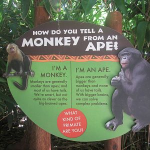 Oct. 2013 - Jungle Trails - How Do You Tell a Monkey From an Ape