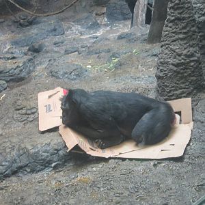 Oct. 2013 - Jungle Trails - Bonobo - Louise