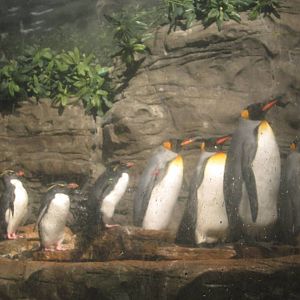 Oct. 2013 - Wings of the World - Southern Rockhopper + King Penguins