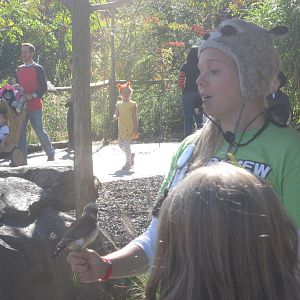 Oct. 2013 - Africa - African Pygmy Falcon Encounter