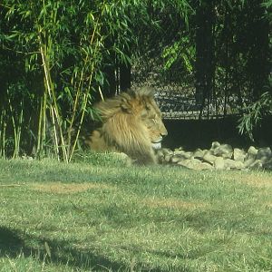 Oct. 2013 - Africa - African Lion - John