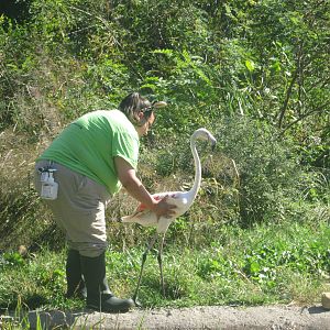 Oct. 2013 - Africa - Giraffe Ridge - Greater Flamingo Handling