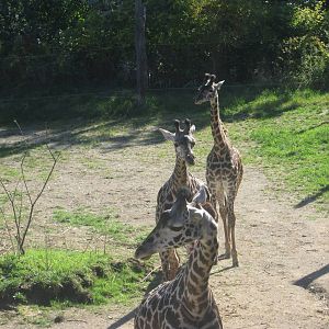 Oct. 2013 - Africa - Giraffe Ridge - Masai Giraffes