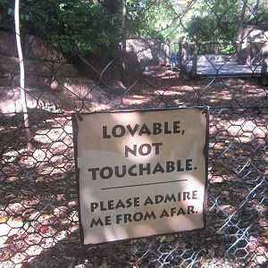 Oct. 2013 - Penguin Walkabout - Lovable Not Touchable...