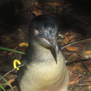 Oct. 2013 - Penguin Walkabout - Little Penguin
