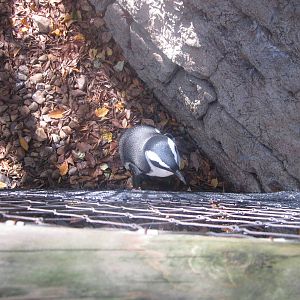 Oct. 2013 - Penguin Walkabout - African Penguin Closeup